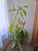 Kannenpflanze Nepenthes in Topf, guter Zustand