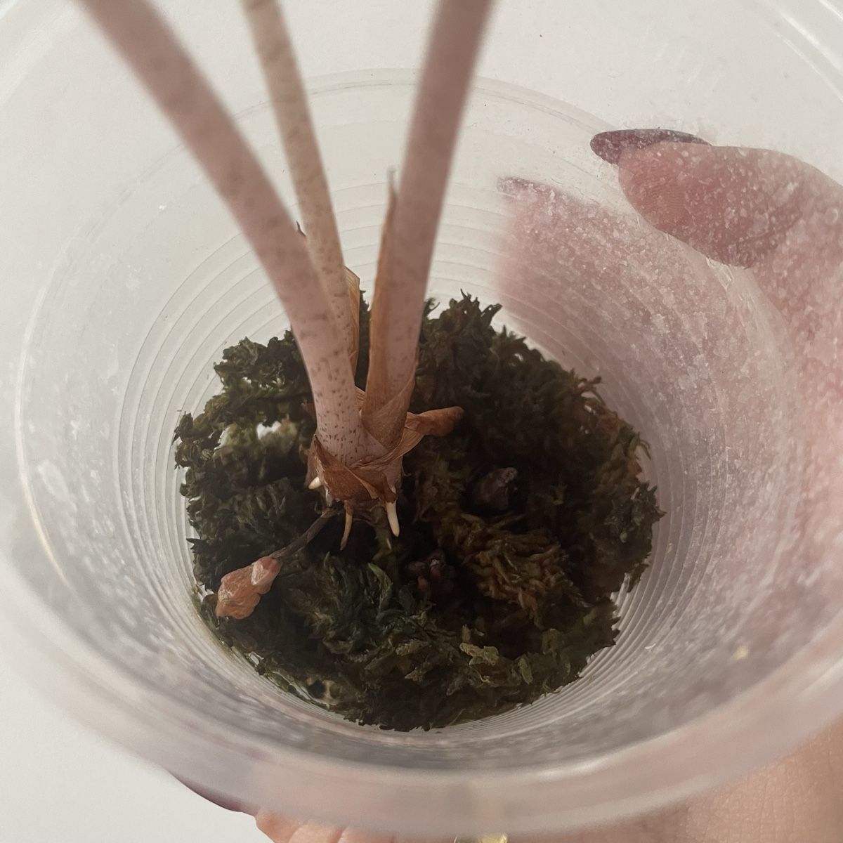 Piante & sementi: Alocasia Pink Dragon – Usato da Suhr venduto da Planted.by.two 1