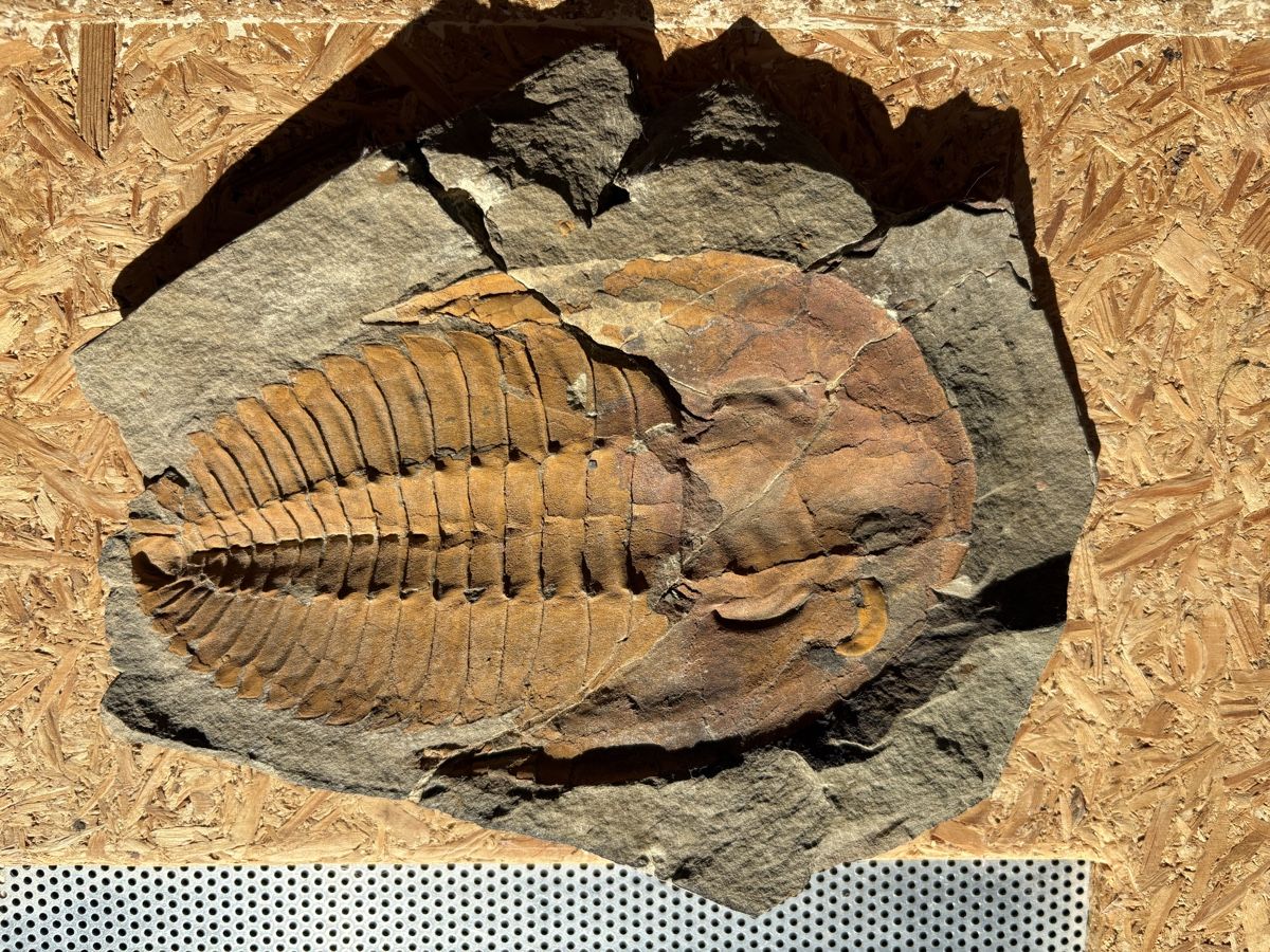 Fossili: Fossiles Ammonit mit Negativ – Usato da Biel/Bienne venduto da nimmes 1