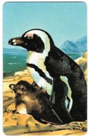Telefonkarte Namibia NMB-25 Pinguin