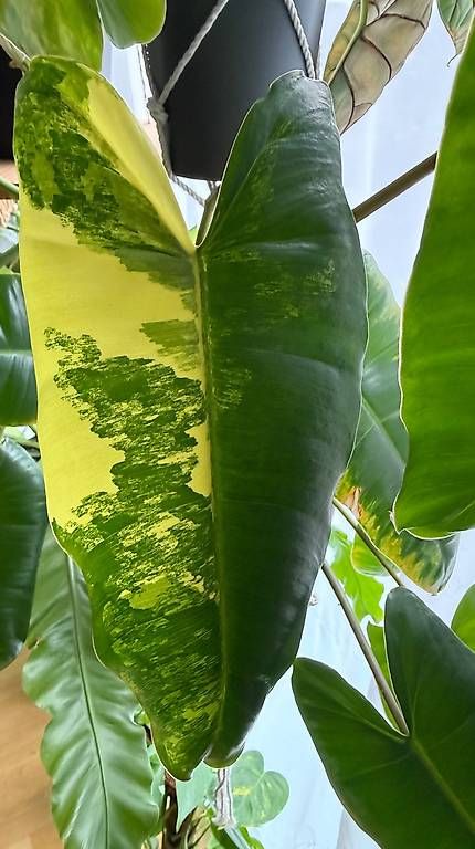 Piante & sementi: Philodendron Burle Marx Variegata, 70cm hoch – Usato da Aadorf venduto da Arkabraa