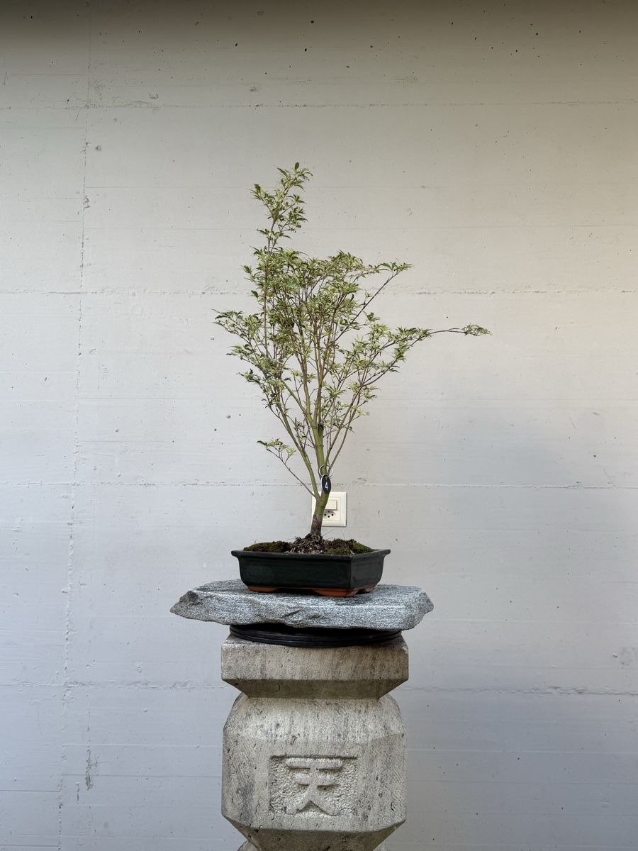 Piante & sementi: Acer palmatum 'Butterfly' / 'Metamorphosa' – Usato da Gossau SG venduto da SolitariusBotanica