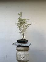 Acer palmatum 'Butterfly' / 'Metamorphosa'