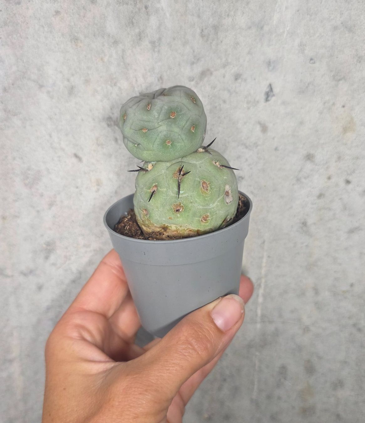 Piante & sementi: Tephrocactus Geometricus – Nuovo (secondo la descrizione) da St.Erhard venduto da Plumilandschweiz 4
