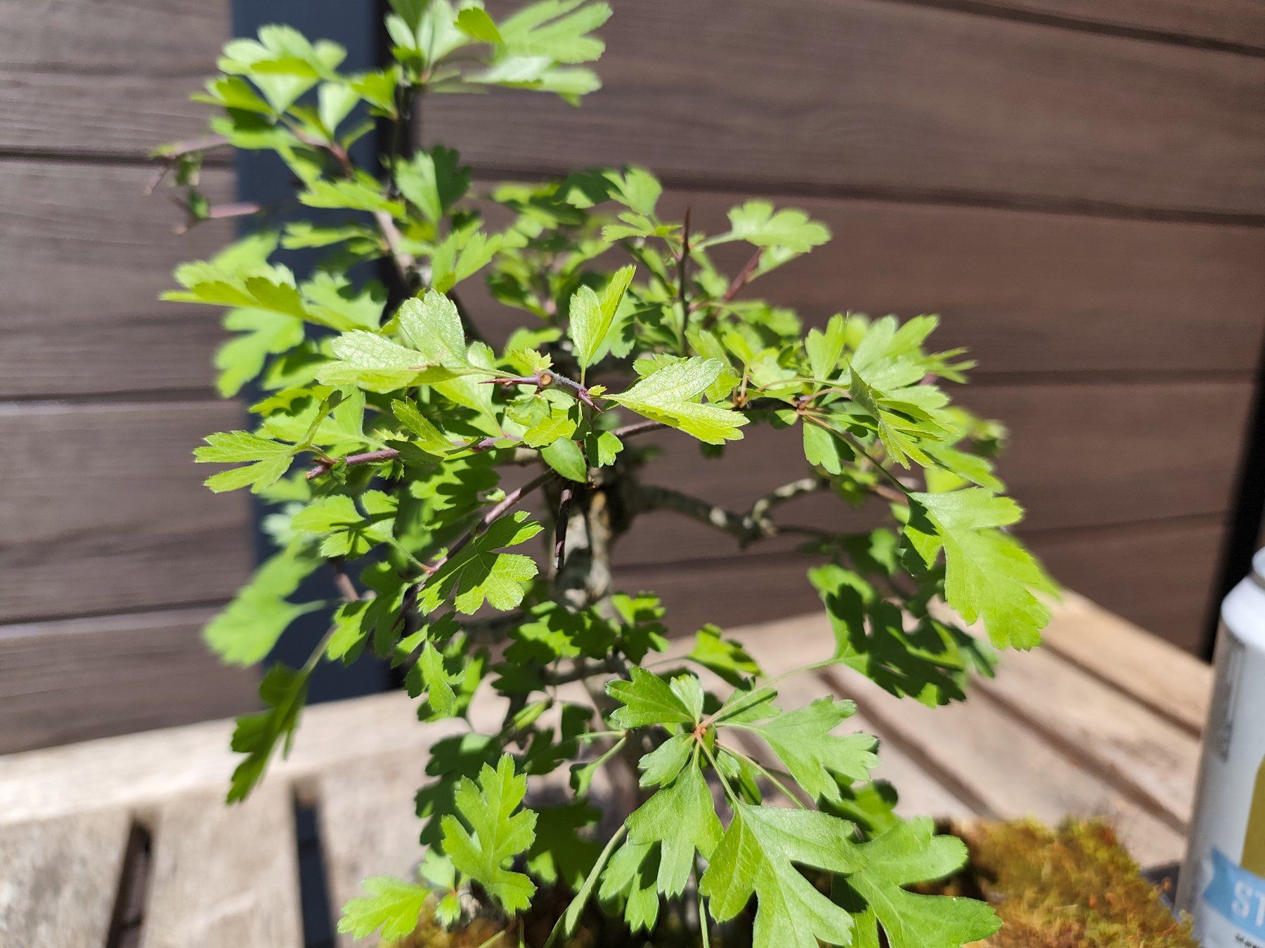Piante & sementi: Bonsai Weissdorn – Usato da Oberwil BL venduto da suaku 6