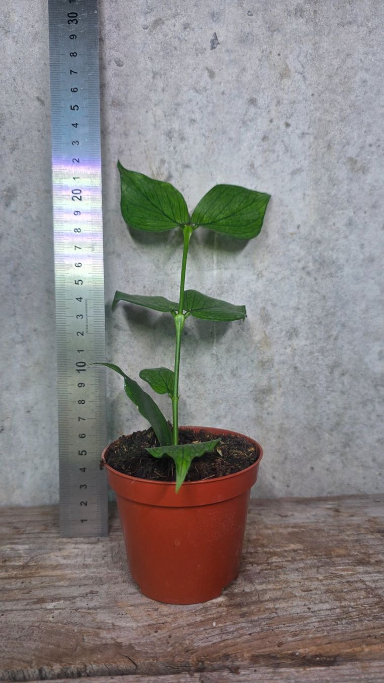 Pflanzen & Samen: Hoya Polyneura – Neu (gemäss Beschreibung) aus St.Erhard von Plumilandschweiz 2
