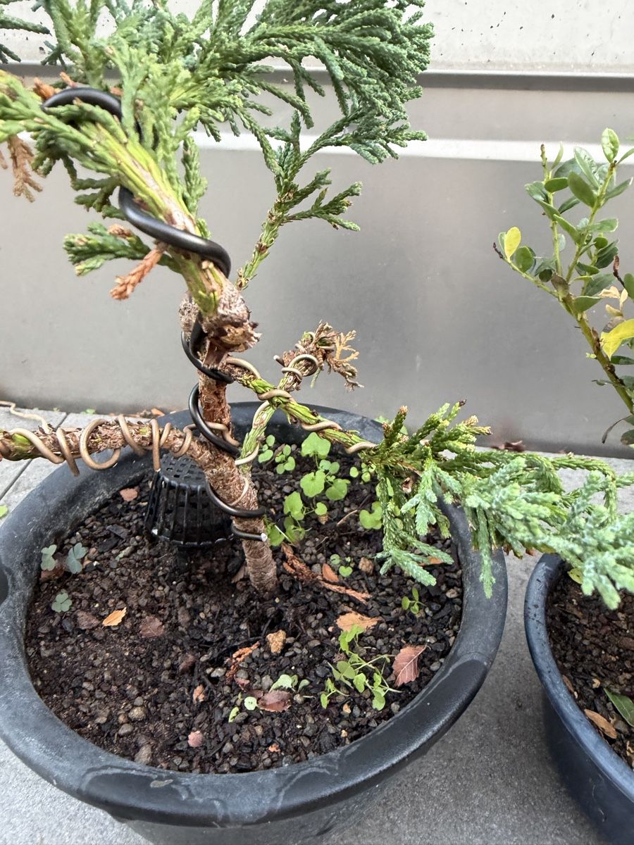 Piante & sementi: Bonsai und Pre Bonsai – Usato da Ennetbaden venduto da miboo 4