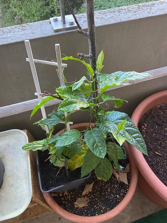 Plantes & graines: zu verkaufen – D'occasion à romanshorn par mushi02 1