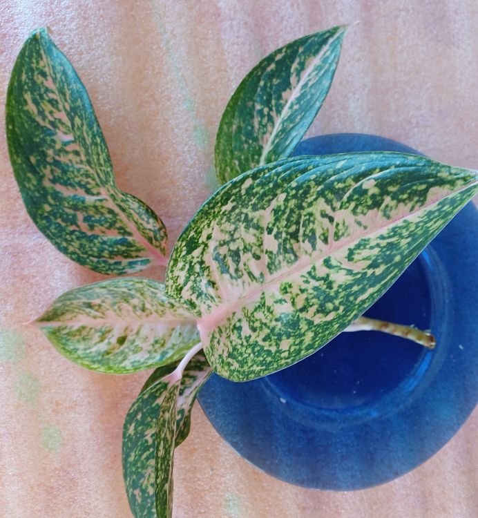 Aglaonema Crimson Love Kolbenfaden Kaufen auf Ricardo