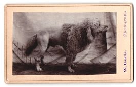 Fotografie Wilhelm Bock, Gaarden i. H., 