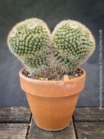 Mammillaria Spinosissima Cristata - seltene Doppel-Cristata
