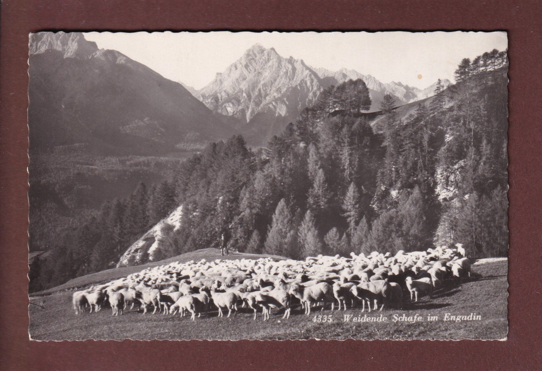 Cartoline postali: ENGADIN - Weidende Schafe - 1949 – Usato da Pully venduto da nicecards