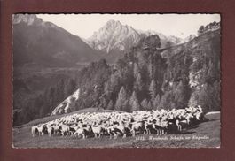 ENGADIN - Weidende Schafe - 1949