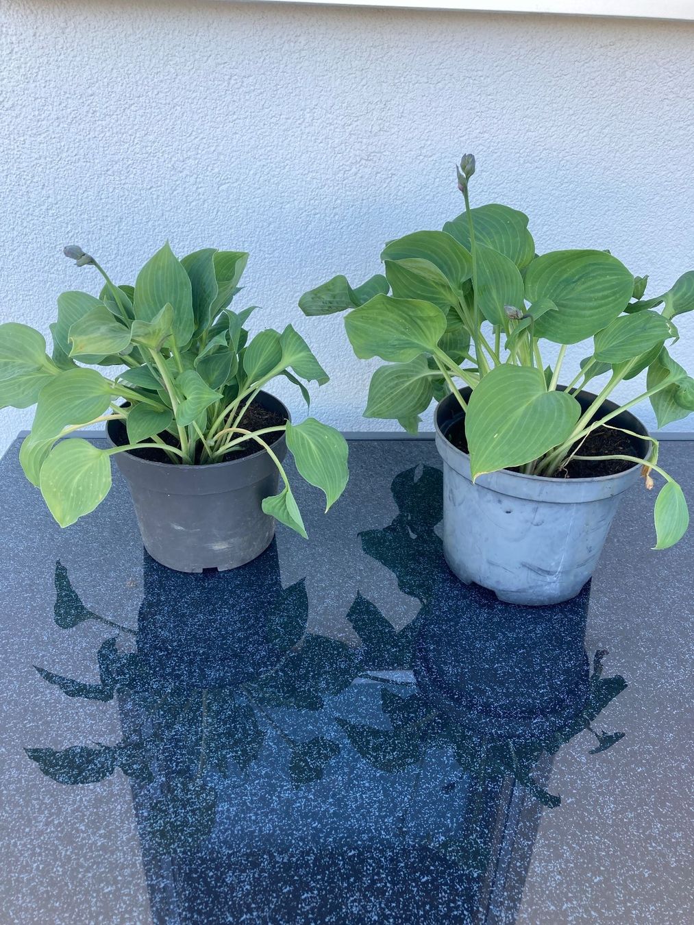 Piante & sementi: Hosta – Nuovo (secondo la descrizione) da Zollikofen venduto da schildi13