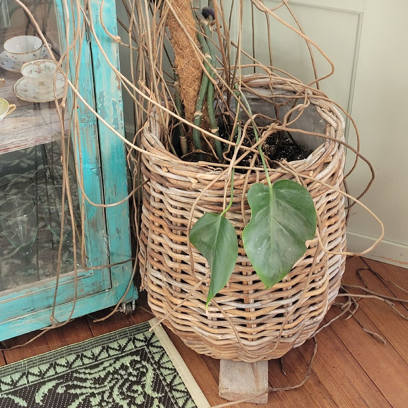 Piante & sementi: Monstera deliciosa – Usato da Schönenwerd venduto da rosamanda 3