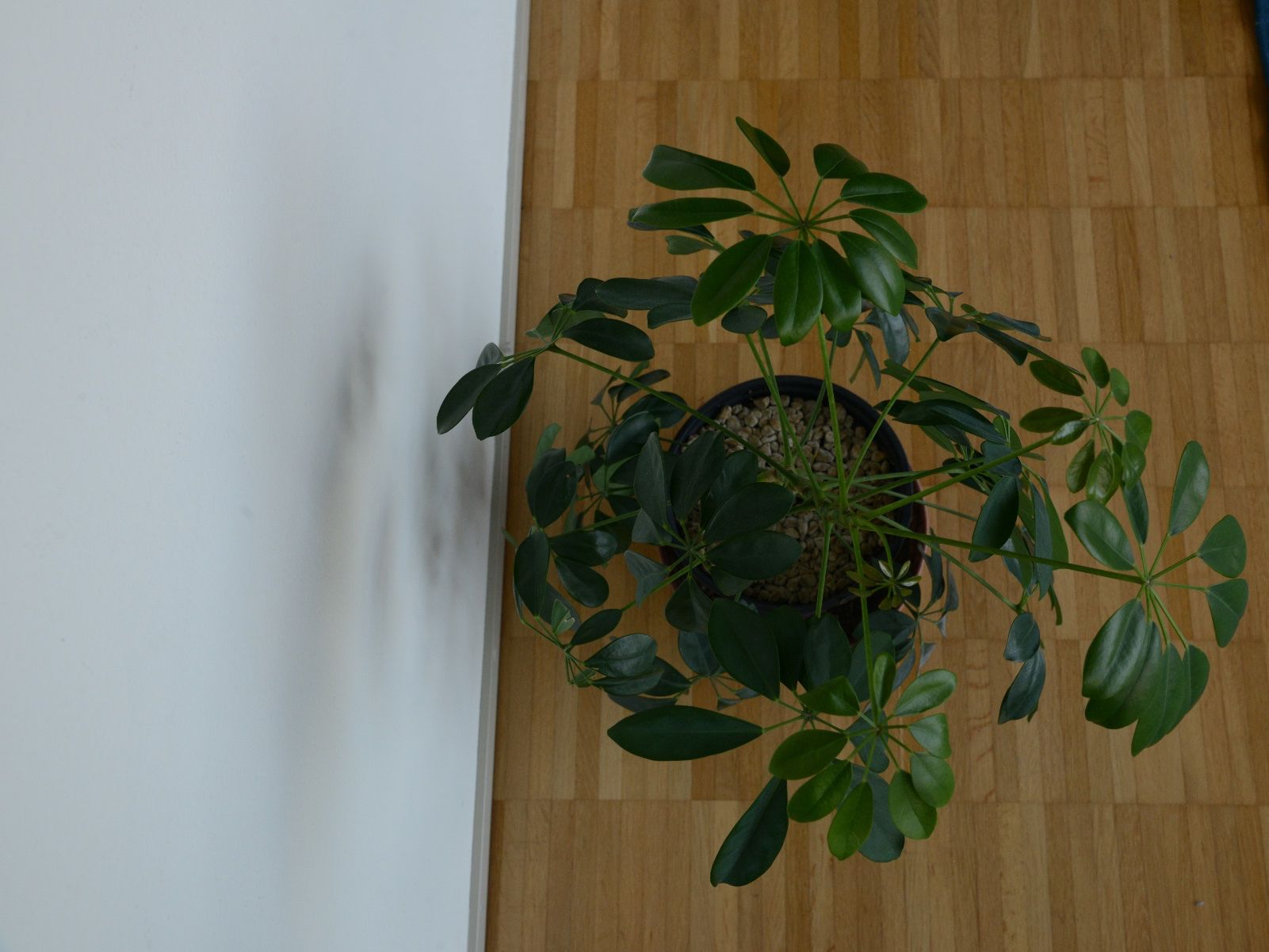 Pflanzen & Samen: Strahlenaralie/Schefflera – Gebraucht aus Basel von fer_cs78 1