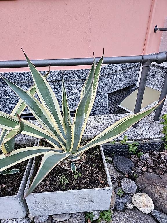 Plantes & graines: Piante Agave – Neuf avec emballage d'origine à Aurigeno par dan_2xx2 2