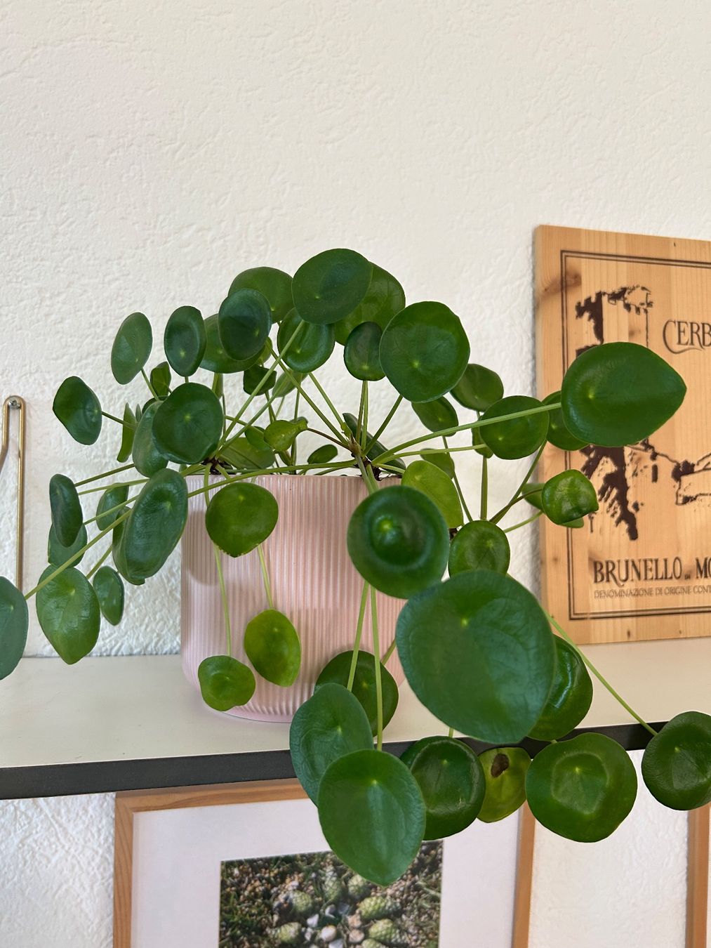 Piante & sementi: Planze - two small plants – Usato da Zürich venduto da agn_w7nt