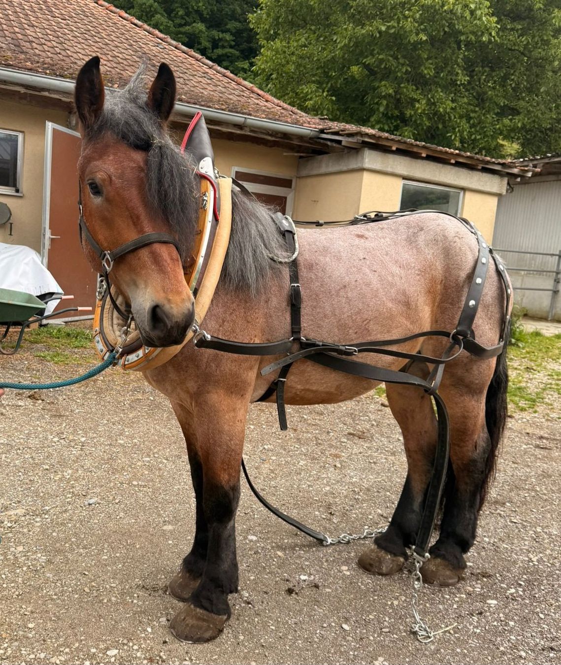 Briglie & Cavezze: PFERDE KLAPPKUMMET MIT EINSPÄNNERGESCHIRR – Usato da Huttwil venduto da Kunterbuntli