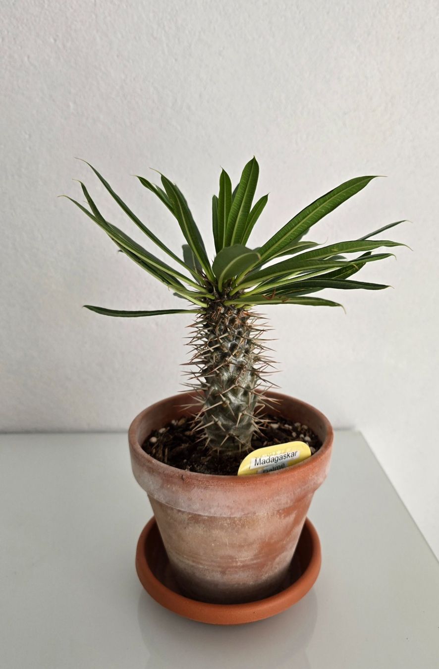 Plantes & graines: Madagaskar Palme – D'occasion à Aarburg par Glitzerzauber 3
