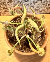 Syngonium Pink Rolli