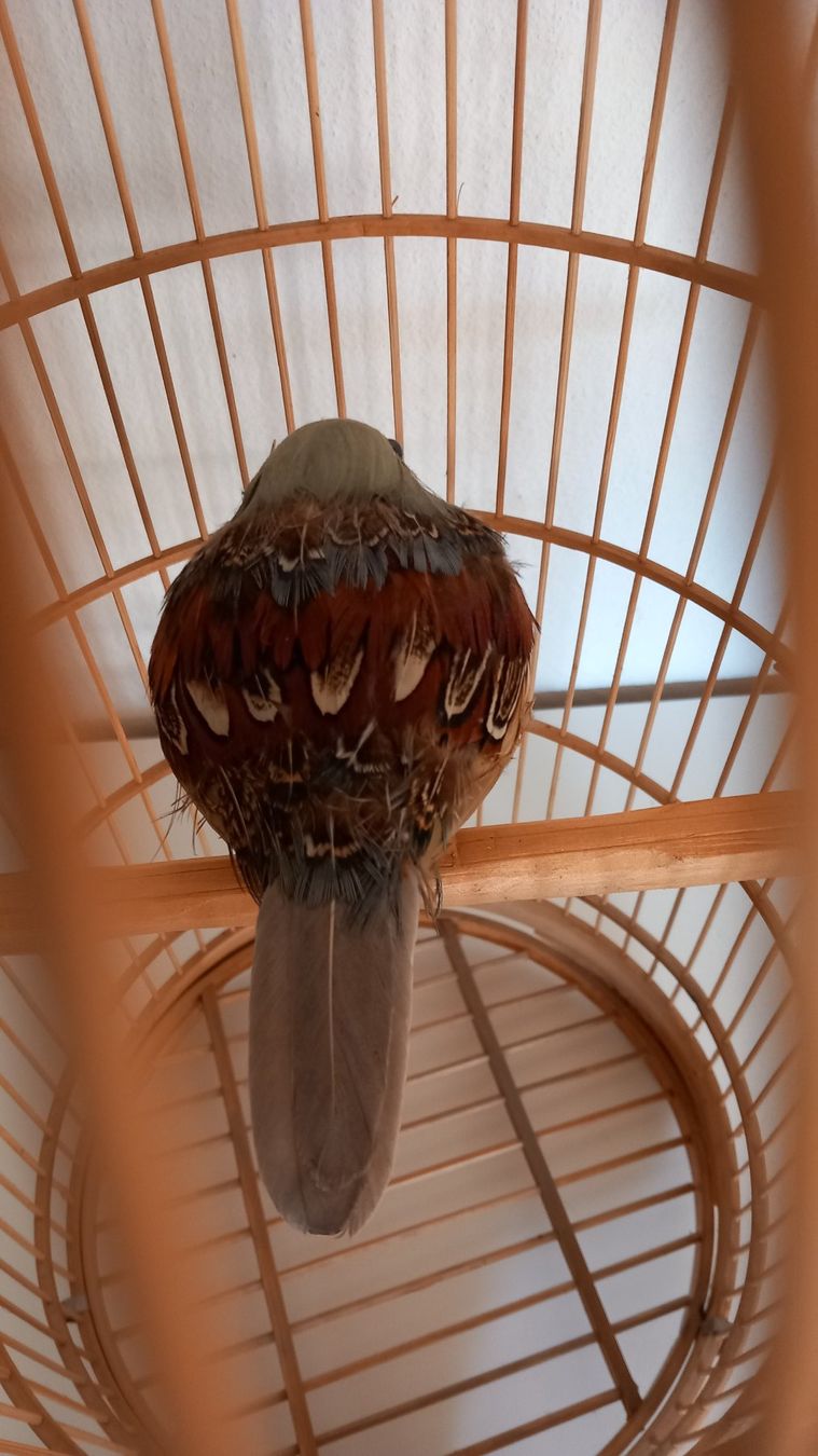 Tutte le decorazioni: Deko Vogelkäfig mit wunderschönem Bewohner – Usato da Langnau am Albis venduto da Charlytheant 1