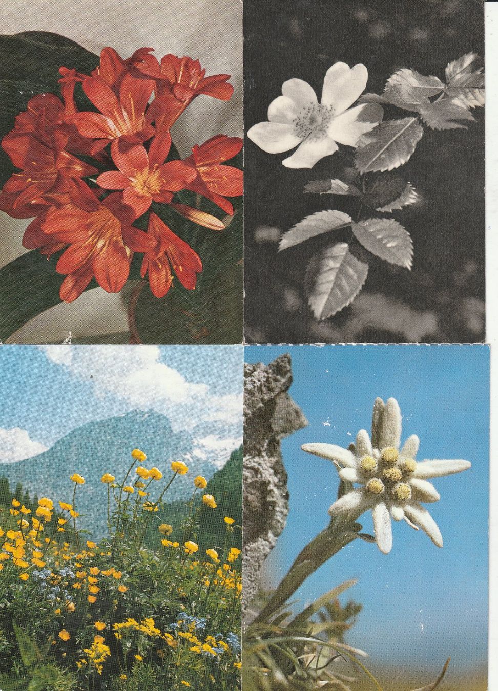 Cartes postales: 20  Blumenkarten – D'occasion à Lumbrein par made02 2