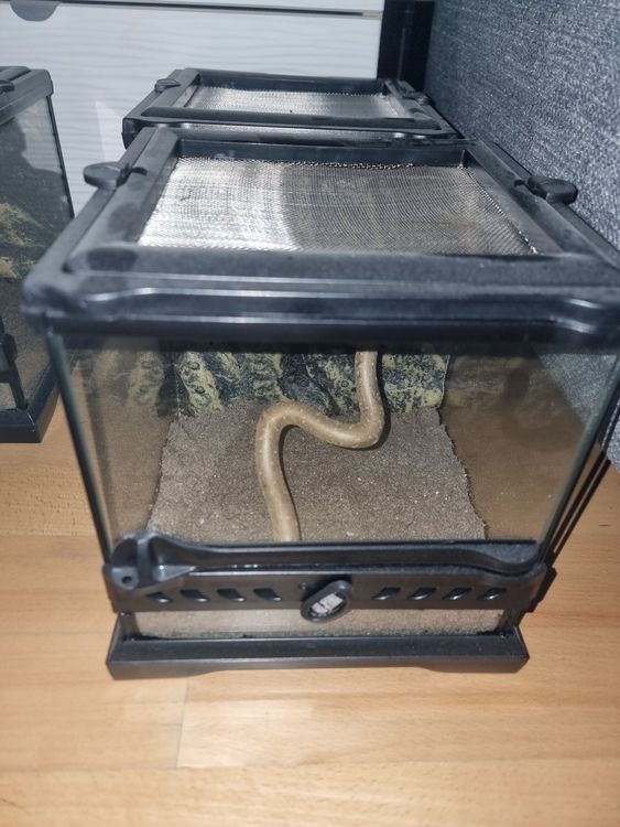 Exo Terra Terrarium 20x20x30 Exo Terra Terrarium Glazen 20x20x30 Cm – Met Voorruit Ventilatie – Voor Reptielen En Amfibieën Natuurlijk Terrarium