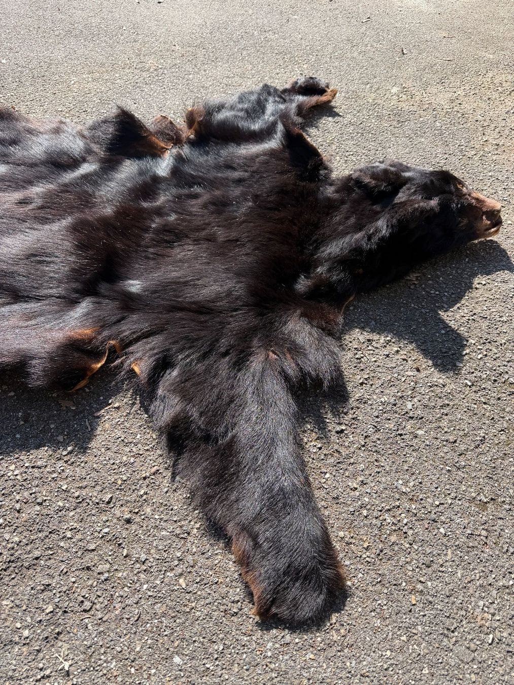 Welt der Tiere: Echtes Bären Fell - Legal – Neu (gemäss Beschreibung) aus Thun von Abalona3600 4