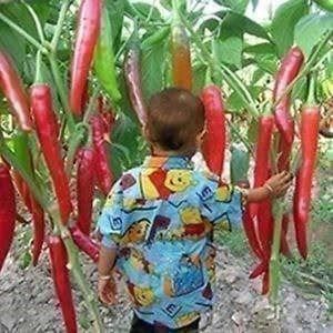 Piante & sementi: Piment chinois géant ! RARE ! 15g – Nuovo (secondo la descrizione) da Bremblens venduto da FIBONACCI369