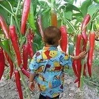 Piment chinois géant ! RARE ! 15g