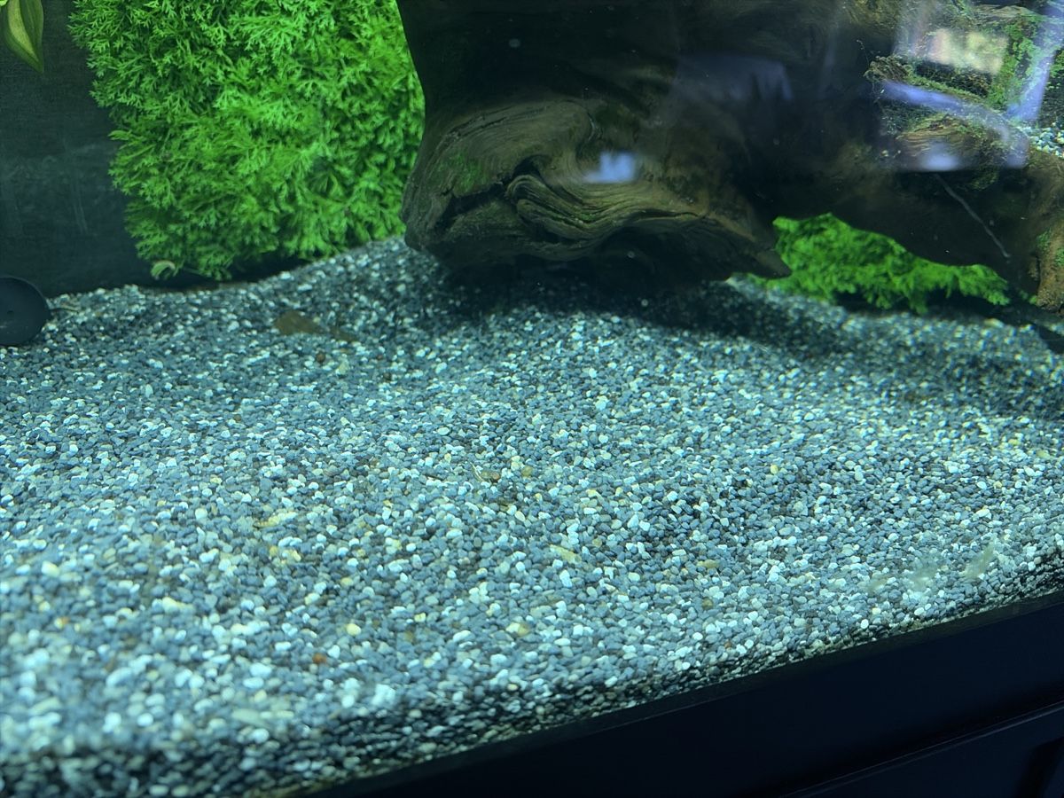 Bausteine: Aquarium Kies – Gebraucht aus Reinach AG von joy_q2gl
