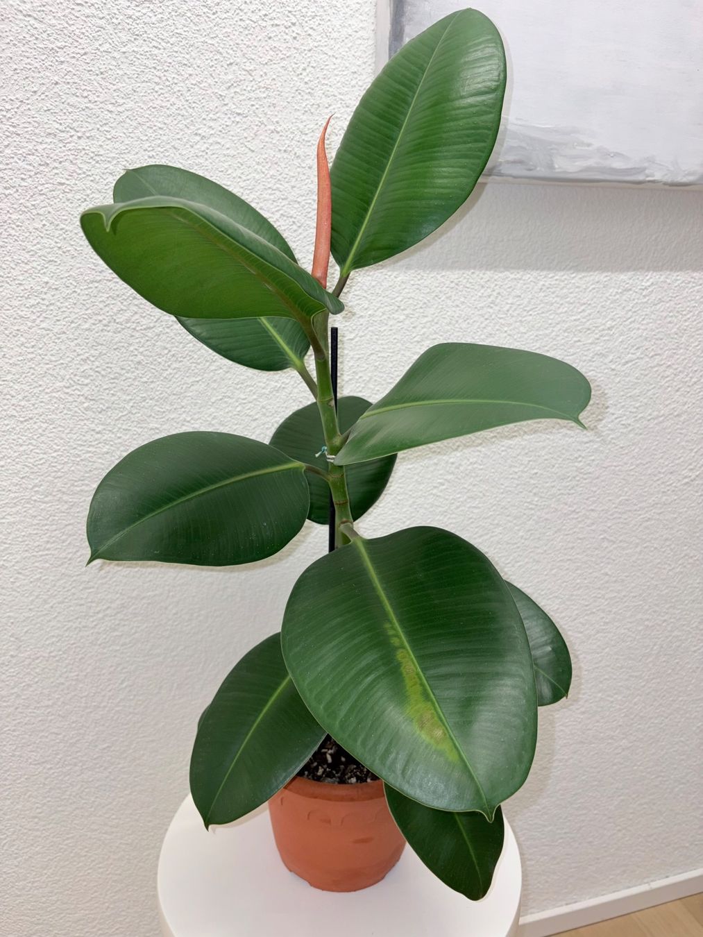 Piante & sementi: FICUS ELASTICA ROBUSTA Pflanze, Gummibaum 76 cm – Usato da Kilchberg ZH venduto da malibubeach 5