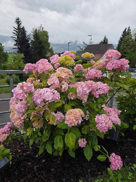 Piante & sementi: Hortensie – Usato da Jona venduto da pau_g7rc