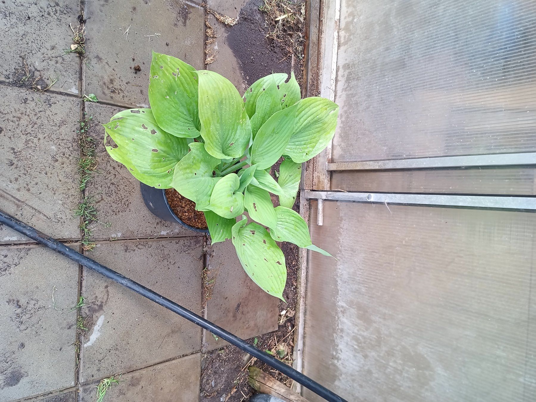 Piante & sementi: Hosta – Usato da Zug venduto da SirGoldFish 1