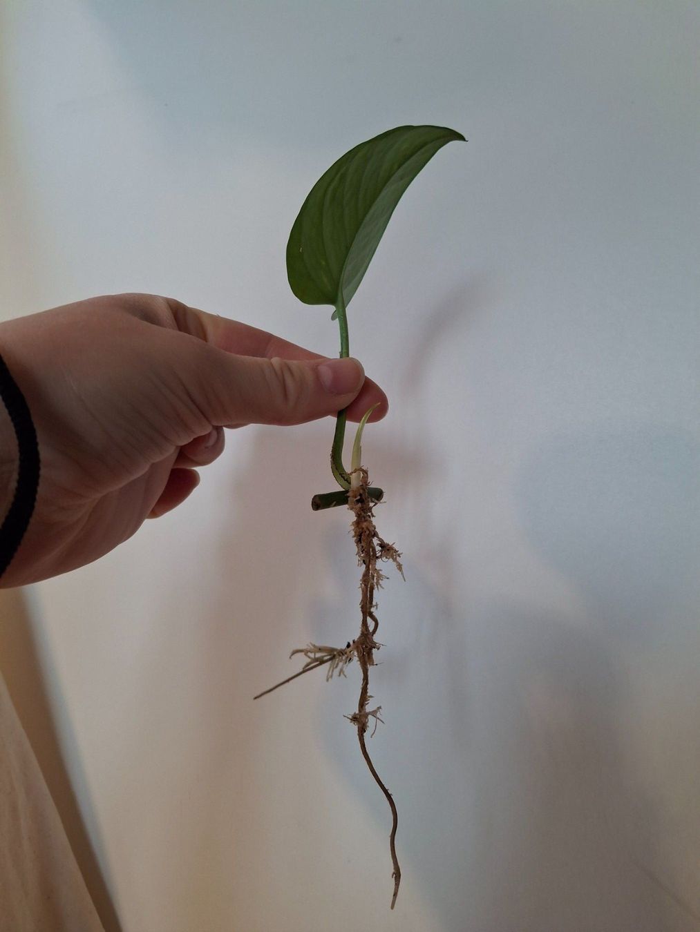 Piante & sementi: Pothos/Efeutute Stecklinge (bewurzelt) – Nuovo (secondo la descrizione) da Wila venduto da mal_e_na 1