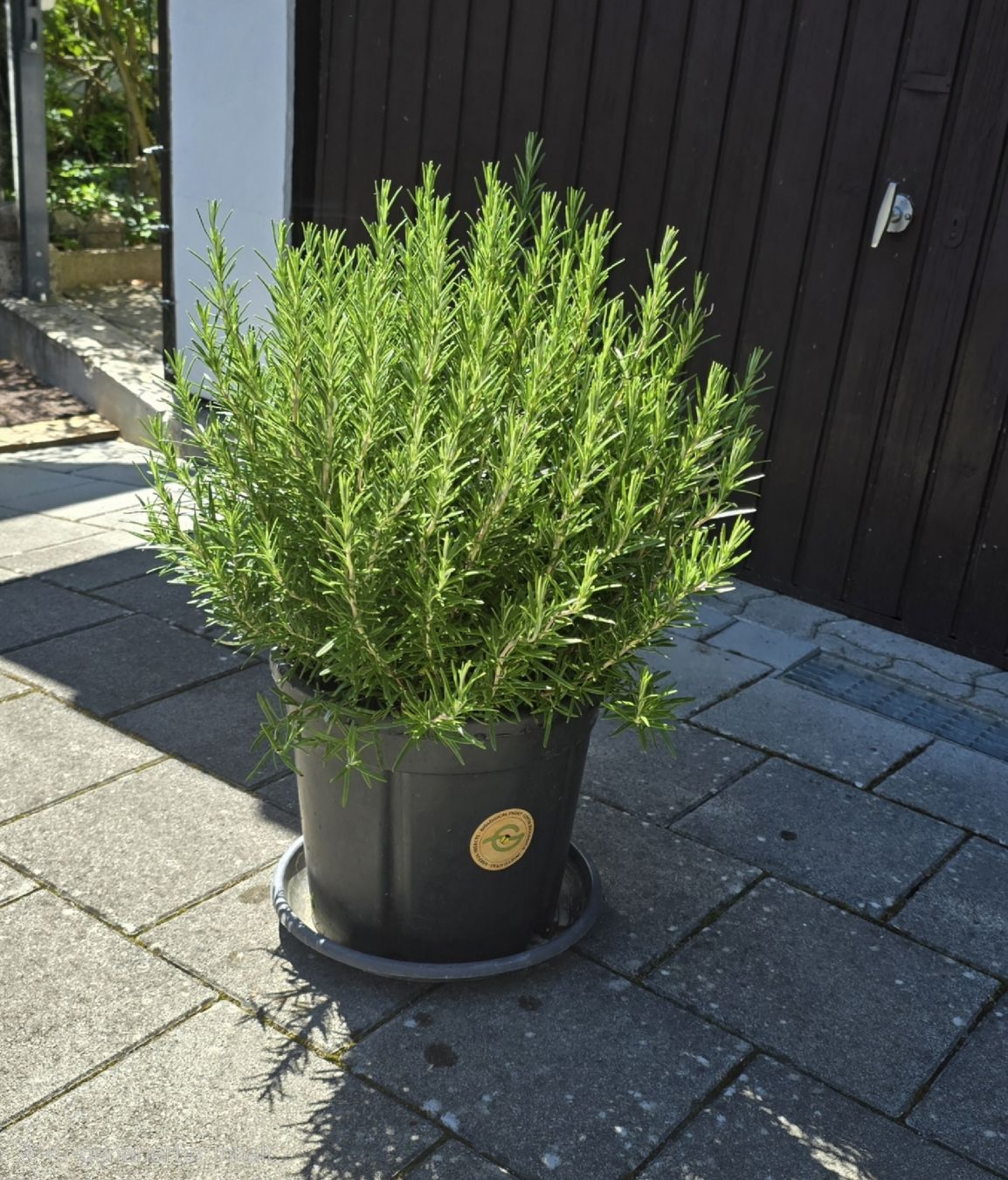 Piante & sementi: Grosser Rosmarin im Topf – Nuovo (secondo la descrizione) da Aarburg venduto da popkorn65 1