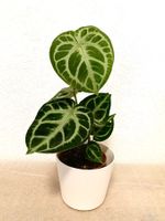 Anthurium Silver Blush