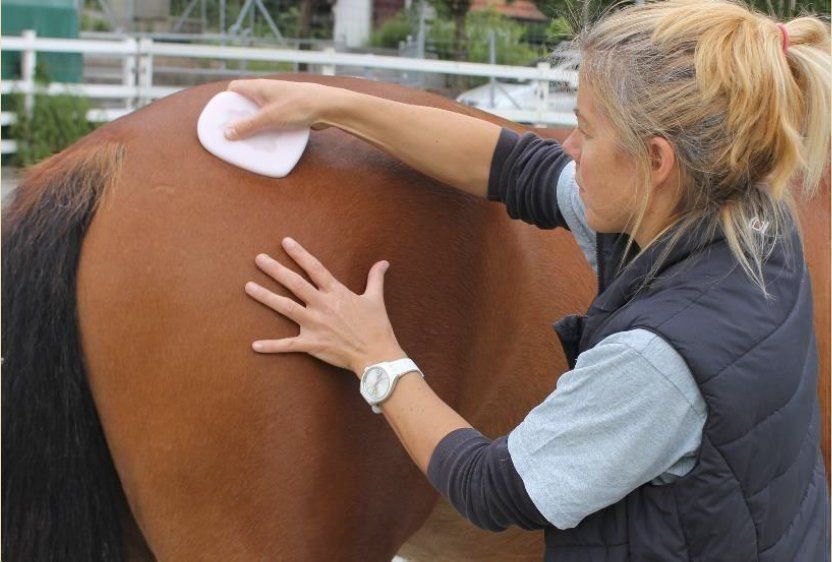 Massagegeräte: Fasciadisc Kit de massage pour chevaux – Gebraucht aus Walchwil von buywithmats 4