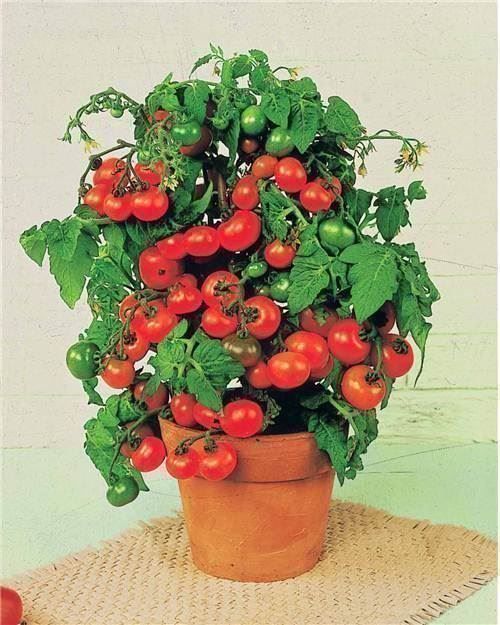 Piante & sementi: Tomate Tiny Tim (naine)  20g – Nuovo (secondo la descrizione) da Bremblens venduto da FIBONACCI369 1