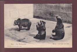 BERN - Bärengraben - 1905