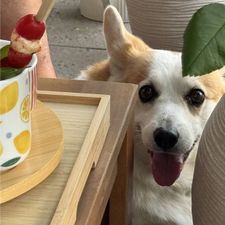 Profile image of Sing-a-thip