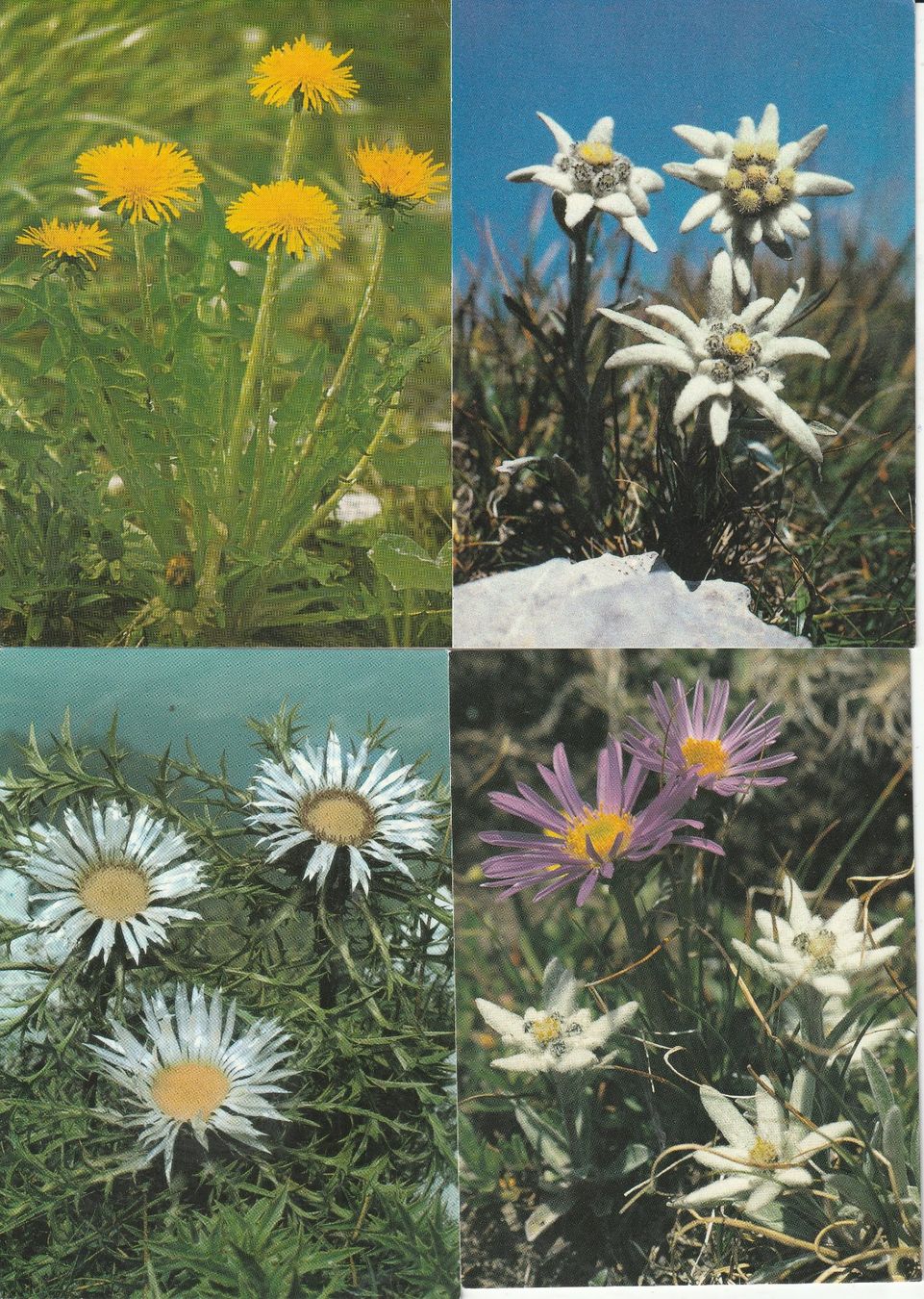Cartoline postali: 40 Schöne Blummenkarten – Usato da Lumbrein venduto da made02 8