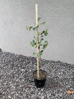 Plants de Ginkgo Biloba de 1m20 et de 2m