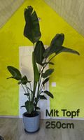 Strelitzia nicolai  XXL Prachtexemplar