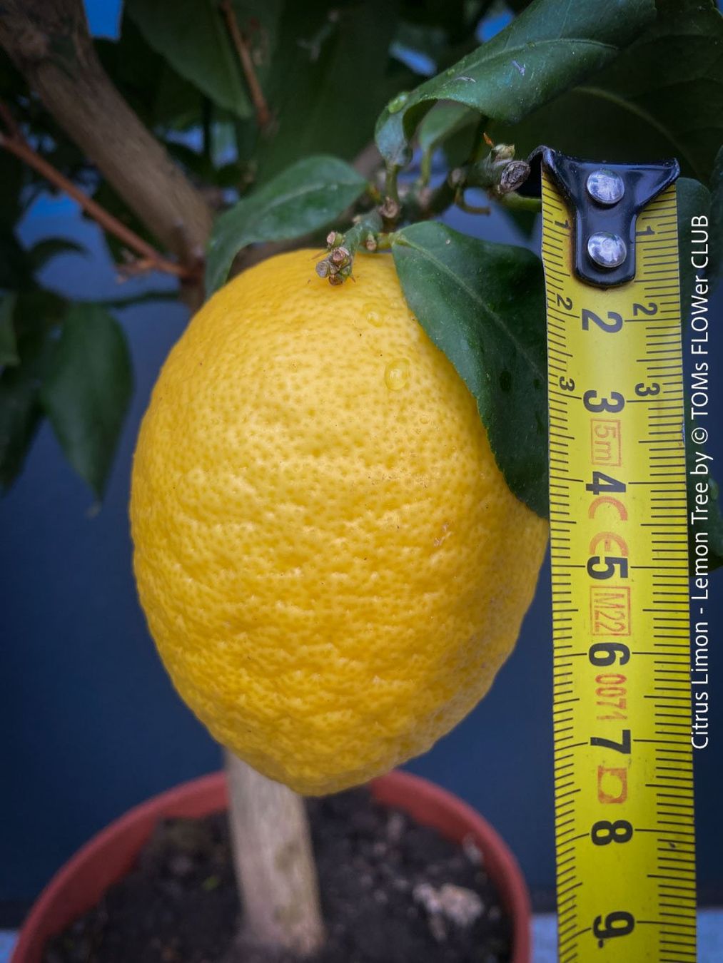 Piante & sementi: Citrus Limon - Zitronenbaum - rund 70cm Bäumchen – Nuovo e nell'imballaggio originale da Adliswil venduto da astom369 3