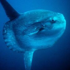 Profile image of Mola_Mola