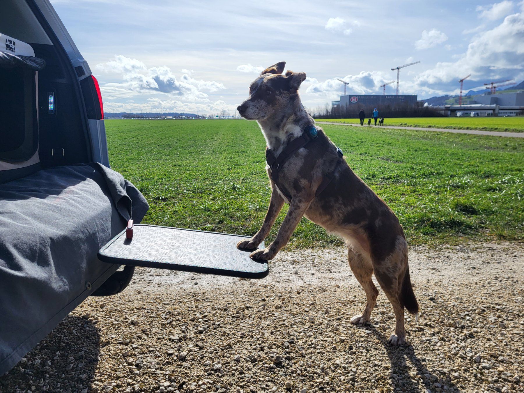 Gabbie, trasporto & Sicurezza: Hunde Rampe/Einstieg Brett – Nuovo e nell'imballaggio originale da Kestenholz venduto da fiatsubi