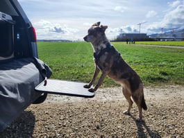 Hunde Rampe/Einstieg Brett