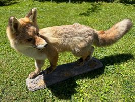 Präparierter Fuchs, Jagdtrophäe, Dekoration, Natur, Rarität!